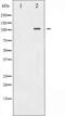 ATP1 alpha1/Na+K+ ATPase1 antibody, abx010429, Abbexa, Western Blot image 