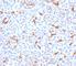 CF Transmembrane Conductance Regulator antibody, V7216-20UG, NSJ Bioreagents, Flow Cytometry image 