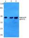 Ephrin B1 antibody, A02767Y317, Boster Biological Technology, Western Blot image 