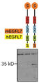 EGF Like Domain Multiple 7 antibody, AP60004PU-N, Origene, Western Blot image 