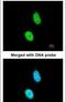 ERCC Excision Repair 8, CSA Ubiquitin Ligase Complex Subunit antibody, PA5-21281, Invitrogen Antibodies, Immunofluorescence image 