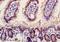 Influenza A virus antibody, orb100087, Biorbyt, Immunohistochemistry paraffin image 