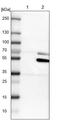 Cytochrome P450 Family 26 Subfamily B Member 1 antibody, PA5-52948, Invitrogen Antibodies, Western Blot image 