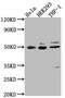 MAPK Activated Protein Kinase 2 antibody, CSB-RA990134A0HU, Cusabio, Western Blot image 