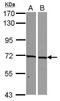 SNW Domain Containing 1 antibody, PA5-29095, Invitrogen Antibodies, Western Blot image 