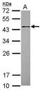 Protein O-Fucosyltransferase 1 antibody, GTX119122, GeneTex, Western Blot image 