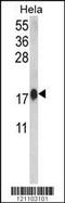 Calmodulin antibody, 63-511, ProSci, Western Blot image 