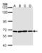 Poly(A) Specific Ribonuclease Subunit PAN3 antibody, LS-B8925, Lifespan Biosciences, Western Blot image 