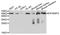 Eukaryotic Translation Initiation Factor 4E Binding Protein 3 antibody, STJ111954, St John