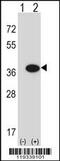 Guanosine Monophosphate Reductase antibody, 56-717, ProSci, Western Blot image 