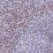 BEN Domain Containing 2 antibody, NBP1-85372, Novus Biologicals, Immunohistochemistry frozen image 