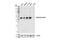 SWI/SNF Related, Matrix Associated, Actin Dependent Regulator Of Chromatin, Subfamily B, Member 1 antibody, 91735S, Cell Signaling Technology, Western Blot image 