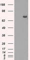 Cytochrome P450 Oxidoreductase antibody, LS-C114708, Lifespan Biosciences, Western Blot image 