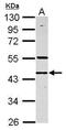 Ring Finger Protein 133 antibody, PA5-31044, Invitrogen Antibodies, Western Blot image 