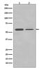 Polypyrimidine Tract Binding Protein 2 antibody, M05020, Boster Biological Technology, Western Blot image 