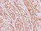 Ketohexokinase antibody, NBP1-32778, Novus Biologicals, Immunohistochemistry frozen image 