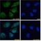 NIPBL Cohesin Loading Factor antibody, GTX88110, GeneTex, Immunocytochemistry image 