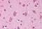 COP9 Signalosome Subunit 8 antibody, MBS243602, MyBioSource, Immunohistochemistry paraffin image 