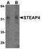 STEAP4 Metalloreductase antibody, orb74875, Biorbyt, Western Blot image 