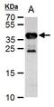 Cre Recombinase antibody, PA5-32244, Invitrogen Antibodies, Western Blot image 