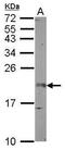 Fibroblast Growth Factor 12 antibody, PA5-27301, Invitrogen Antibodies, Western Blot image 