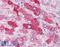 Glucagon Receptor antibody, LS-A4258, Lifespan Biosciences, Immunohistochemistry frozen image 