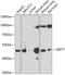 Septin 7 antibody, A6883, ABclonal Technology, Western Blot image 