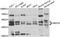 SET And MYND Domain Containing 3 antibody, orb247891, Biorbyt, Western Blot image 
