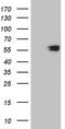 Chaperonin Containing TCP1 Subunit 4 antibody, TA810862, Origene, Western Blot image 