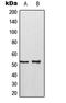 p53 antibody, LS-C352990, Lifespan Biosciences, Western Blot image 