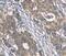 NSE3 Homolog, SMC5-SMC6 Complex Component antibody, PA5-50619, Invitrogen Antibodies, Immunohistochemistry frozen image 