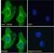 BRI antibody, NBP1-36963, Novus Biologicals, Immunocytochemistry image 