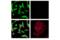 Androgen Receptor antibody, 70317S, Cell Signaling Technology, Immunofluorescence image 