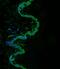 Src-Related Kinase Lacking C-Terminal Regulatory Tyrosine And N-Terminal Myristylation Sites antibody, A06352-1, Boster Biological Technology, Immunofluorescence image 