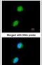 Lysine Acetyltransferase 5 antibody, PA5-29457, Invitrogen Antibodies, Immunofluorescence image 