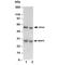 BCL2 Interacting Protein 3 antibody, R30236, NSJ Bioreagents, Western Blot image 