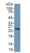 Retinol Binding Protein 4 antibody, LS-C303058, Lifespan Biosciences, Western Blot image 