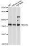 Prolyl Endopeptidase Like antibody, A14348, ABclonal Technology, Western Blot image 