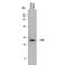 Calcium And Integrin Binding 1 antibody, MAB7557, R&D Systems, Western Blot image 