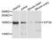 Eukaryotic Translation Initiation Factor 3 Subunit A antibody, abx005944, Abbexa, Western Blot image 