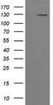 Phosphatidylinositol-4,5-Bisphosphate 3-Kinase Catalytic Subunit Gamma antibody, TA505226, Origene, Western Blot image 