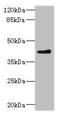 O-Sialoglycoprotein Endopeptidase Like 1 antibody, orb40754, Biorbyt, Western Blot image 