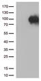 Sortilin 1 antibody, LS-C796519, Lifespan Biosciences, Western Blot image 