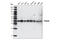 AKT1 Substrate 1 antibody, 2691S, Cell Signaling Technology, Western Blot image 