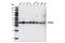 PRAS40 antibody, 2691S, Cell Signaling Technology, Western Blot image 