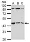 Beta-1,3-Galactosyltransferase 4 antibody, PA5-32072, Invitrogen Antibodies, Western Blot image 
