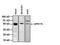G Protein-Coupled Receptor 176 antibody, PA3-046, Invitrogen Antibodies, Western Blot image 