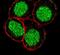 Fli-1 Proto-Oncogene, ETS Transcription Factor antibody, PA5-13440, Invitrogen Antibodies, Immunofluorescence image 