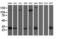 Sirtuin 5 antibody, LS-C173170, Lifespan Biosciences, Western Blot image 