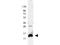 Interleukin 9 antibody, A02925, Boster Biological Technology, Western Blot image 